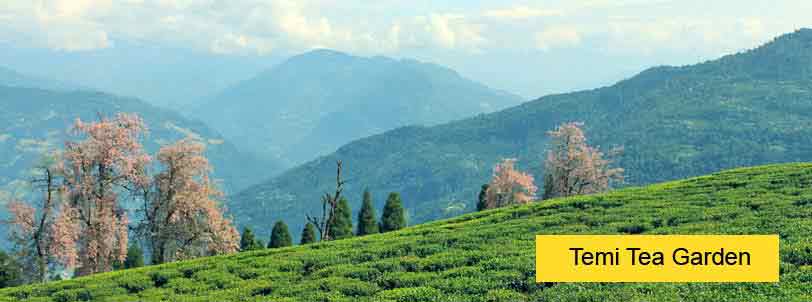 temi tea garden