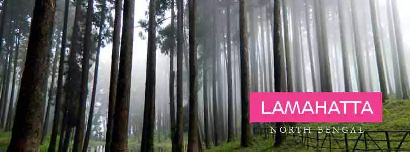 Tinchule tour with Darjeeling from NJP with NatureWings - The North Bengal Tour Specialist
