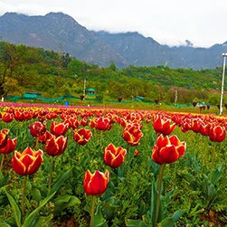 tulip festival in kashmir