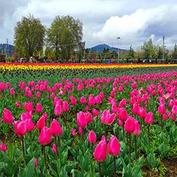 unforgettable kashmir tulip experience from mumbai