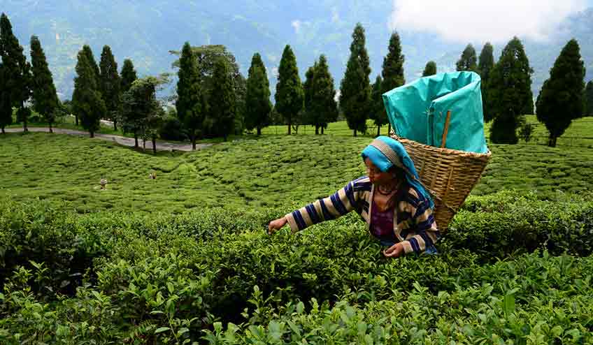 West-Sikkim-temi-tea-garden-ravangla